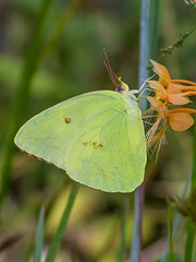 Platanthera ciliaris (Yellow Fringed orchid) with a pollinator Phoebis sennae (Cloudless sulphur butterfly)