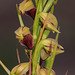 Pteroglossaspis ecristata (Spiked Medusa orchid)
