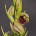 Pteroglossaspis ecristata (Spiked Medusa orchid)
