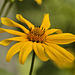 Yellow Pinwheel – Montréal Botanical Garden