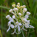 Platanthera conspicua (Southern White Fringed orchhid)