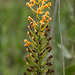Platanthera chapmanii (Chapman's Fringed orchid) seed capsules