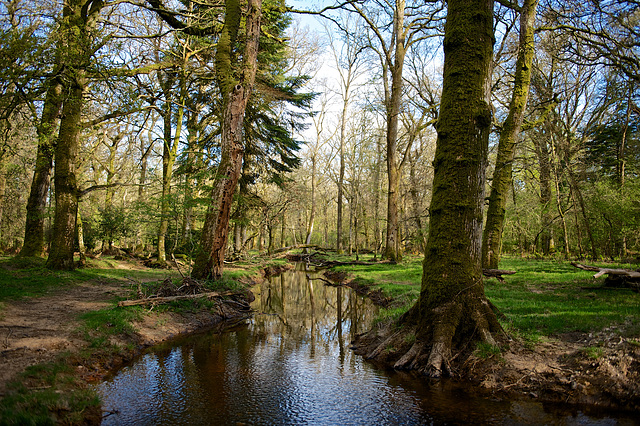 New Forest Stream