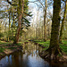 New Forest Stream