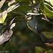 Herrerillo común (Parus caruleus teneriffae)