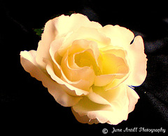 Textured silk rose