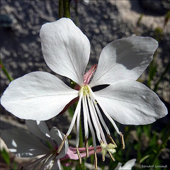 pour changer ! fleur de gaura blanche !!!