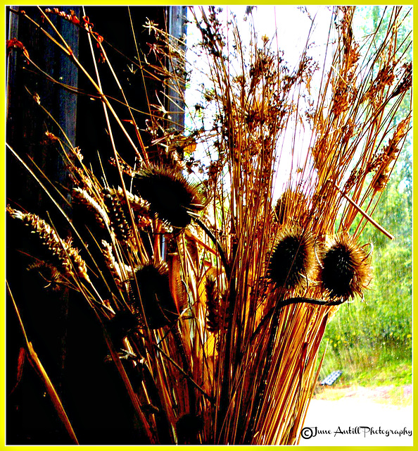 Dried grasses