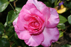 Rose du Cantal 2