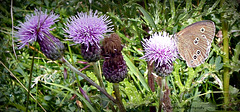 Milk thistle with butterfly