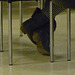 Crossed ankles pose in dropout boots / Croisé de chevilles sous la chaise - Montferrier dans l'Ariège.  France.  28 mars 2010.  Photographe Krisontème.