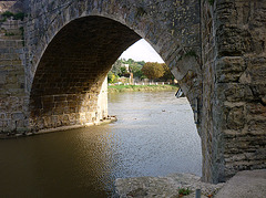 canard sur l'Aude , sous le Pont Vieux