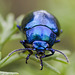 Blue metallic bug