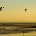 Kites at dusk