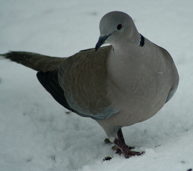Collared dove in the snow