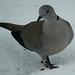 Collared dove in the snow
