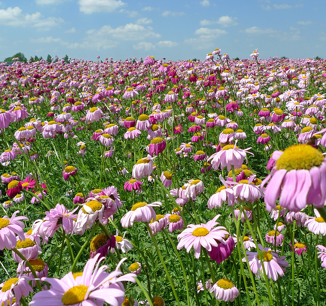 Nederland - Tholen, Perzische Margriet of Pyrethrum