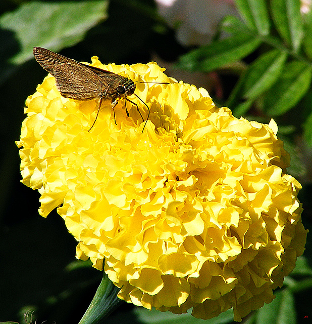 A visitor on the yellow flower