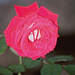 rose Osiria