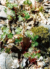 geranium lucidum