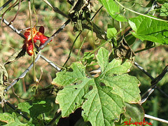 Momordica charantia (balsam pear)...  scott.zona