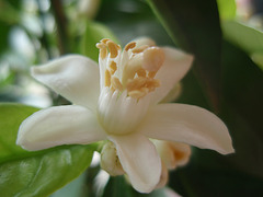choisya arizonica 'aztec pearl' P5120159