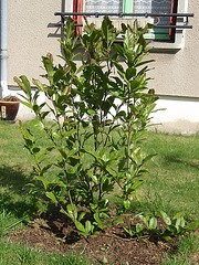 magnolia loebneri 'leonard messel' P5060132