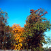 Fall Colors, Cercany, Bohemia (CZ), 2010
