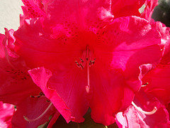 rhododendron P5060126
