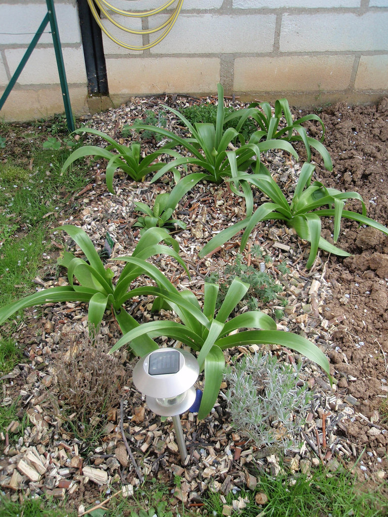 Allium giganteum P4200205