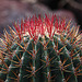 20110206 9629RAw [D~E] Kaktus, Gruga-park, Essen