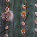 20110206 9635RAw [D~E] Kaktus, Gruga-Park, Essen