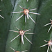 20110206 9639RAw [D~E] Kaktus, Gruga-Park, Essen