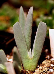 Cheiridopsis spec. van den berg