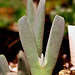 Cheiridopsis spec. van den berg