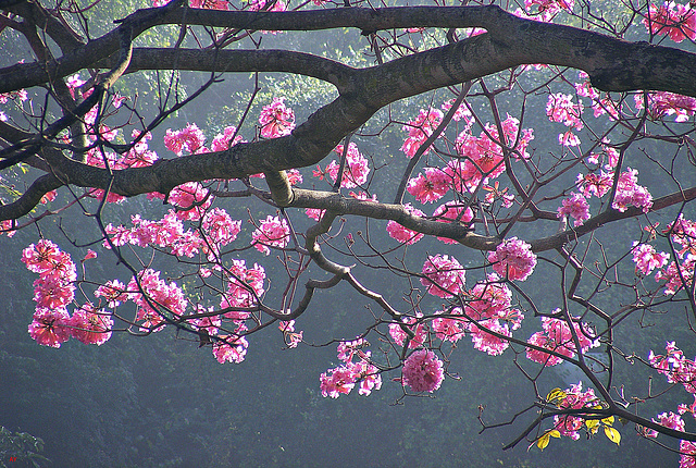 Morning blossoms