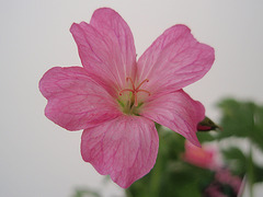 Géranium endressi 'wargrave pink' P6010217