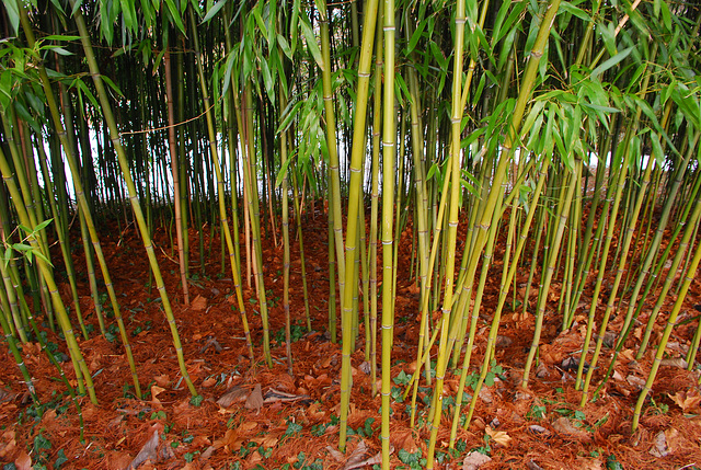 Moquette pour bosquet de bambous