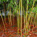 Moquette pour bosquet de bambous