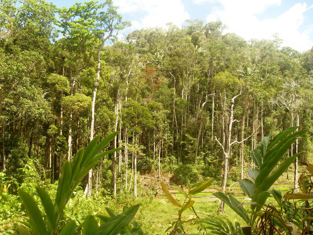 Wald, den es zu retten gilt Ambodivoanio