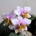 Phalaenopsis philadelphia (wiganae )