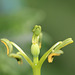 Passiflora aurantia (2)