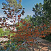 Balboa Park Zoro Garden - Autumn Color (8076)