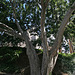 Balboa Park Zoro Garden - Fig Tree (8073)