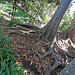 Balboa Park Zoro Garden - Fig Tree Roots (8078)