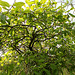 Parrotia persica pendula