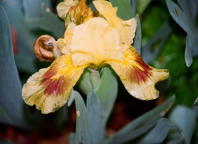 Iris lilliput