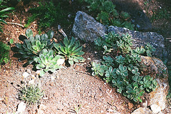 Lewisia et sedum kamtschaticum variegata