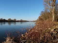 Rheininsel