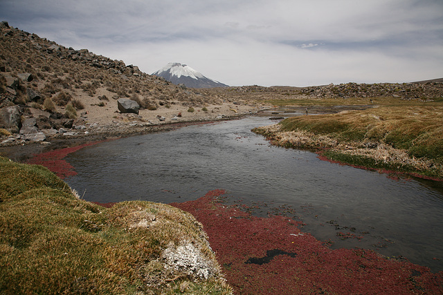 Stream in the high Altiplano